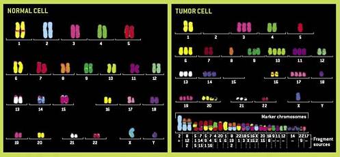 Understanding Cancer